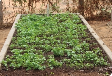 Projeto paraibano de horta orgânica ganha prêmio da ANA