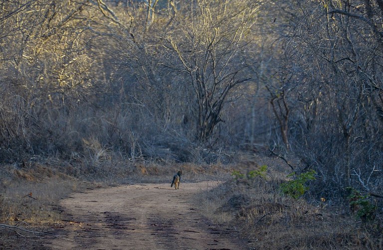 Aesa participa de estudo que investiga efeitos do aumento da temperatura na Caatinga e na Mata Atlântica